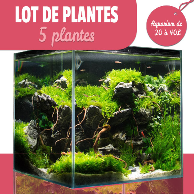 5 plantes pour les aquariums de 20 à 40L